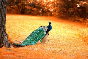 天津泰达客场战平北京国安，积分稳定